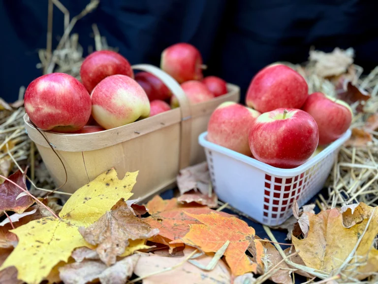 apples