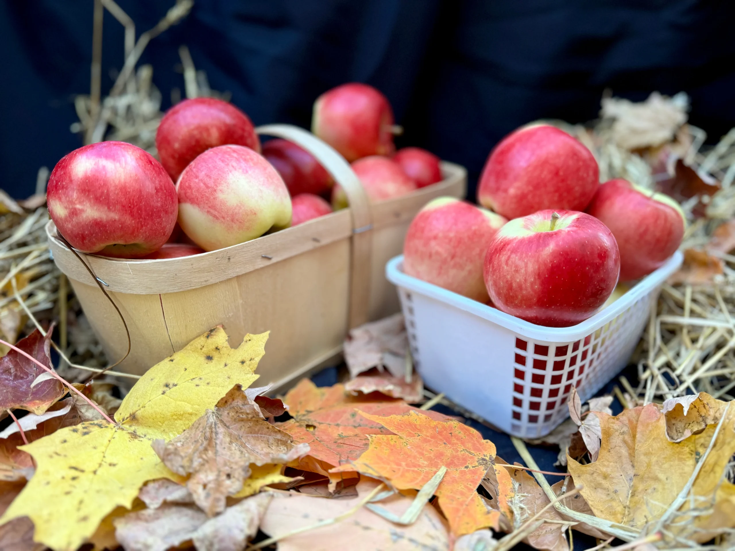 apples